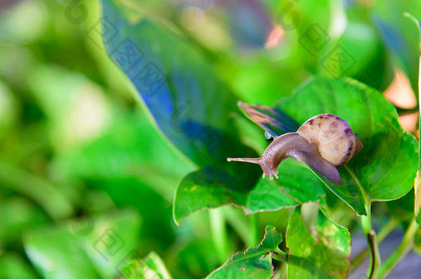 蜗牛绿色叶