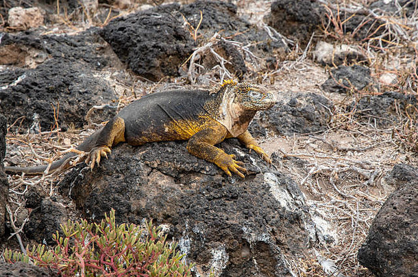 流行加拉帕戈斯群岛土地鬣蜥conolophussubcristatus