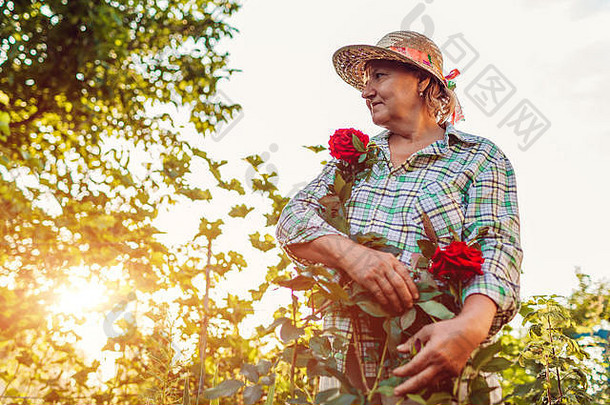 高级女人骄傲玫瑰花园上了年纪的退休女人享受爱好