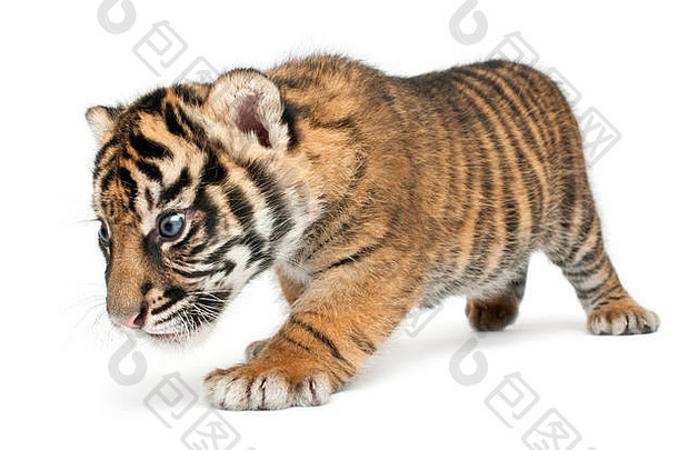 苏门答腊老虎幼崽豹属tigris苏门答腊周走前面白色背景