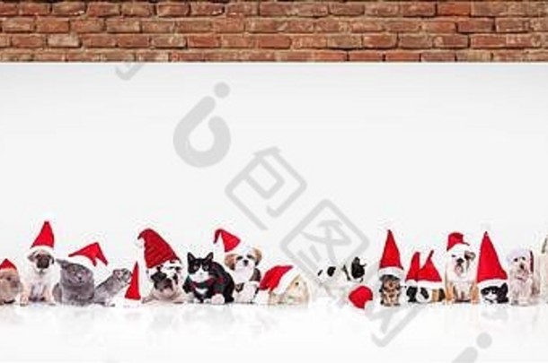 动物穿圣诞老人老人帽子服装前面大空白广告牌