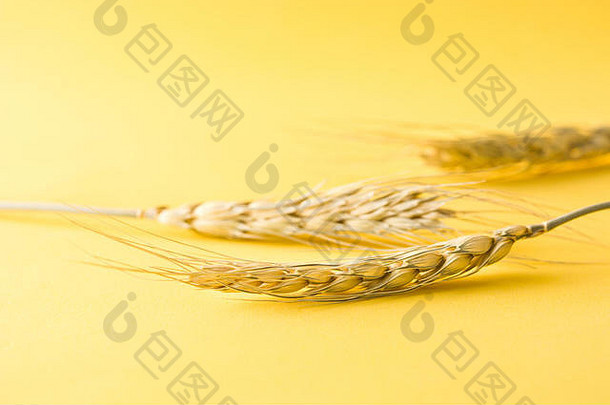 小麦耳朵黄色的背景