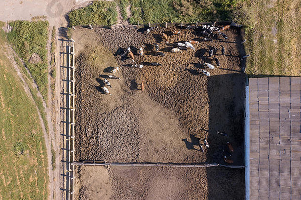 大牲畜牛啃食农业农田阳光明媚的一天前空中视图无人机