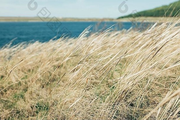美丽的自然蓝色的湖特写镜头背景金耳朵风纹理景观夏天