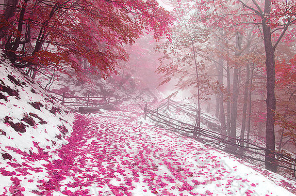 雪秋天山毛榉森林喀尔巴阡山脉的山