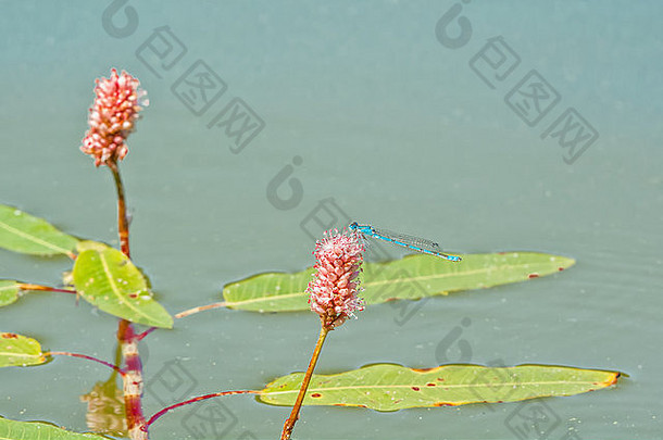 蓝色的<strong>蜻蜓</strong>坐着水生植物