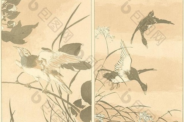 日本匿名研究鸟古董古董打印图片