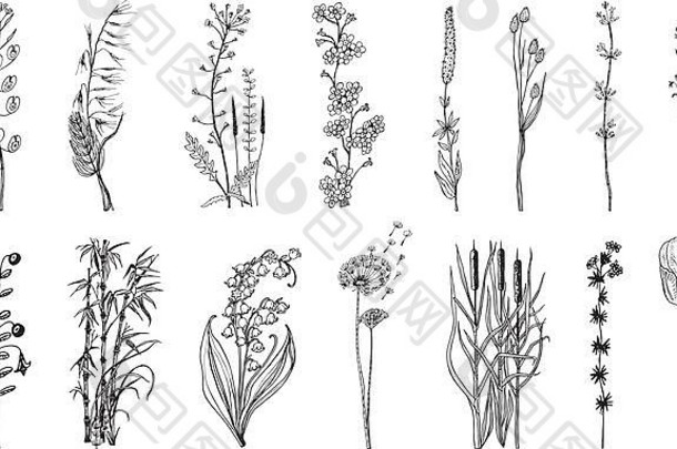野生花叶子集婚礼植物植物叶味蕾植物有机春天草刻手画涂鸦草图