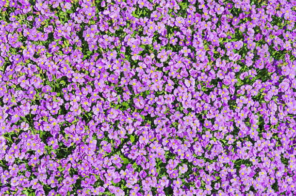 花背景阳光快乐很多小紫色的aubrieta花