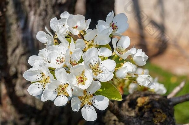 梨树春天开花