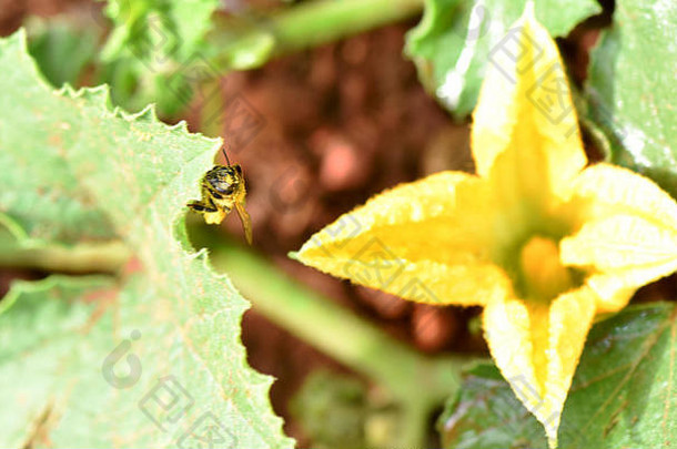 宝石<strong>南瓜</strong>花蔬菜花园灿烂的黄色的背景新鲜的绿色叶子丰富的土壤蜜蜂缩放