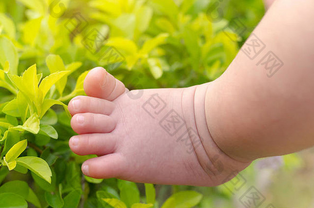 婴儿男孩结算触碰新鲜的树叶子早....温暖的阳光夏季婴儿学习经验生活关闭