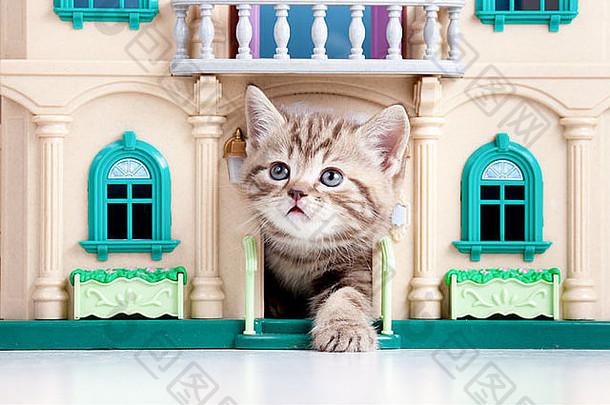 小猫玩玩具房子