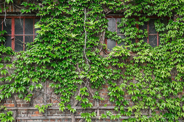特写镜头砖墙绿色艾薇户外夏天天井小联排别墅常年夏天花园维也纳奥地利
