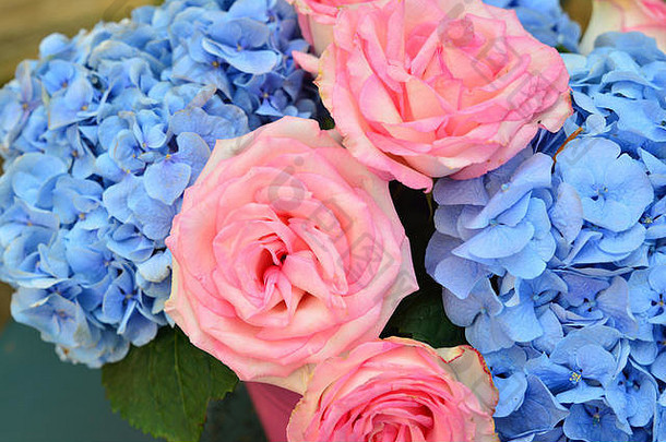 花束粉红色的玫瑰蓝色的绣球花