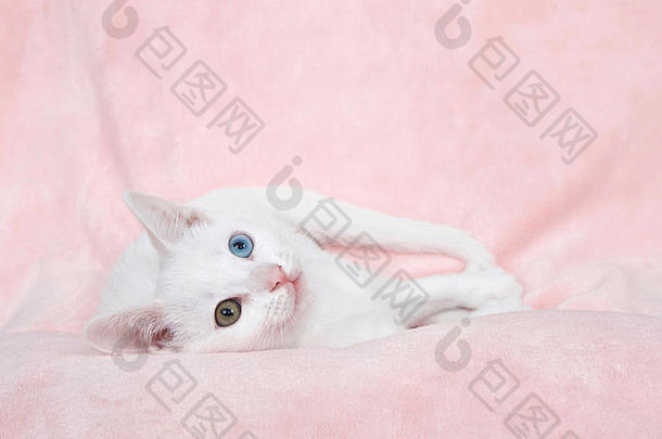 可爱的白色小猫色彩差异odd-eyed蓝色的绿色棕色（的）铺设变形粉红色的毯子横盘整理查看器