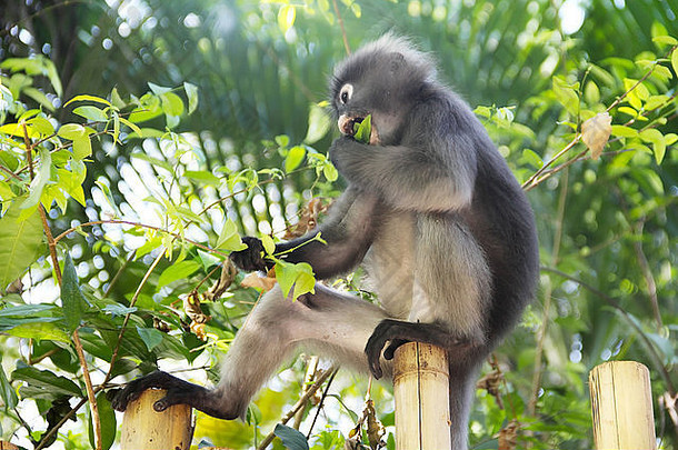 野生猴子坐着栅栏吃叶子