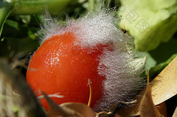 吉kannenschimmel曲霉属真菌规范在一个番茄
