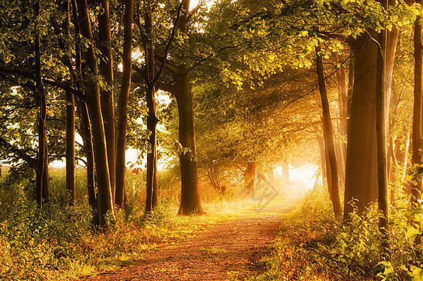 美丽的秋天场景邀请走有雾的小径森林梁阳光