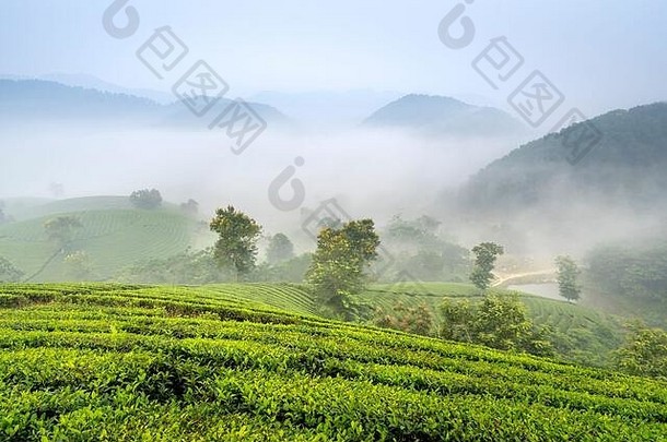长coc茶山府Tho省越南早期多雾的早....长coc被认为是嘶哑茶山越南