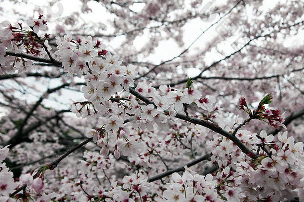 照片樱桃开花日本被称为樱花