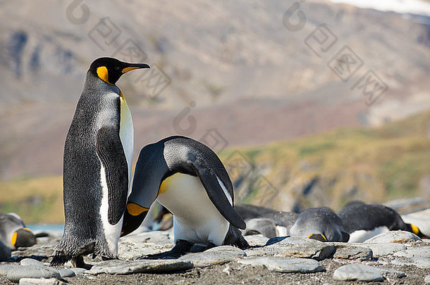 王企鹅Aptenodytes巴塔哥尼库斯梳理<strong>黄金</strong>港口南乔治亚州南极洲