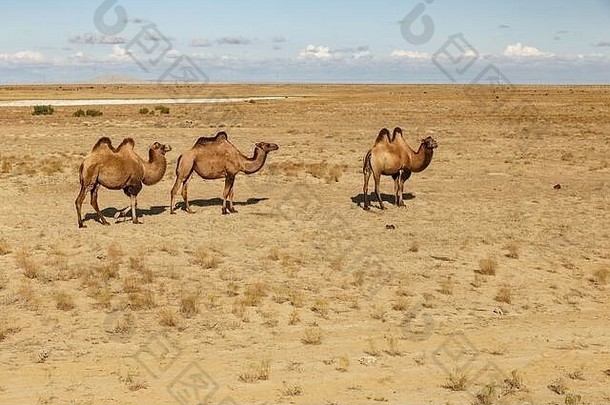 大夏的骆驼走桑迪沙漠哈萨克斯坦