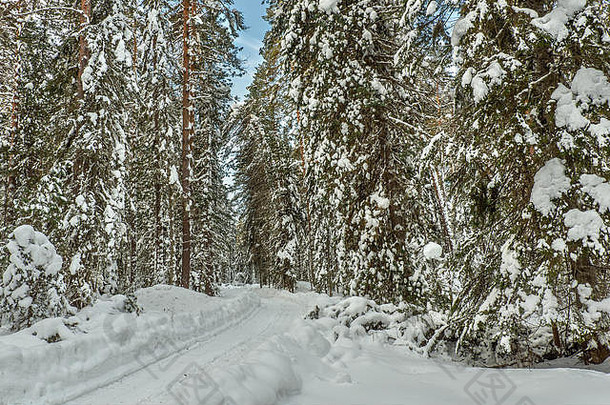 美丽的冬天视图路松柏科的森林高巨大的云杉树雪雪地里