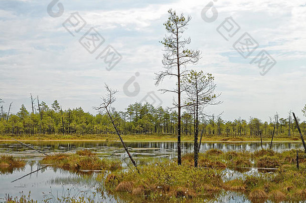 补丁不可逾越的沼泽西方西伯利亚热夏天一天泰加林区