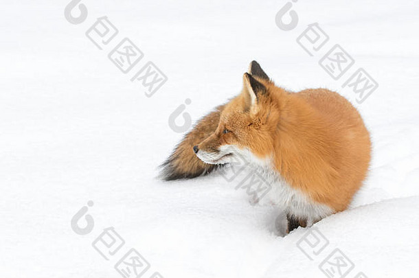 红色的狐狸狐狐冬天阿冈昆公园加拿大