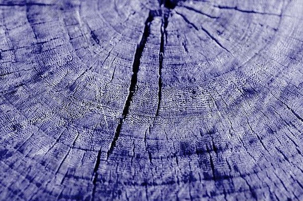 树减少纹理关闭木背景蓝色的颜色健美的