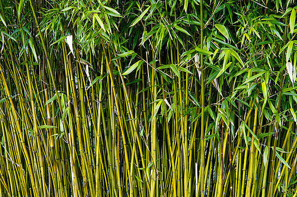 竹子茎日益增长的约翰希利尔花园罗姆西汉普郡英格兰