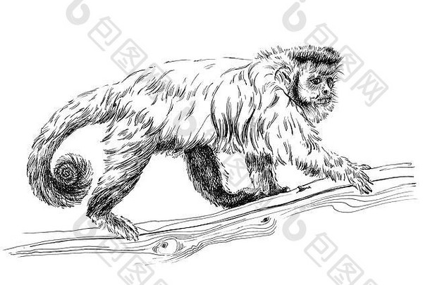 手画猴子草图图形单色插图白色背景原件跟踪