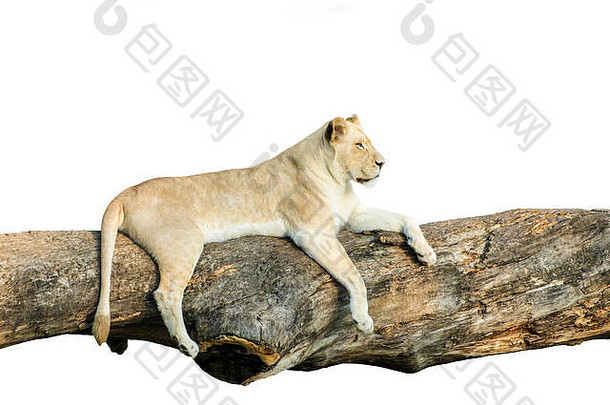 白色女狮子休息树分支孤立的白色