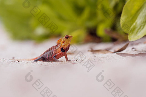 彩色的蜥蜴沙子野生动物热带岛屿