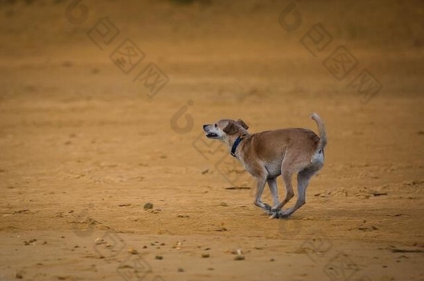 快乐棕色（的）狗运行玩海滩科尼尔西班牙