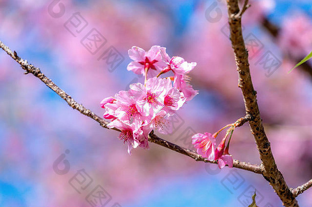 美丽的樱桃花朵樱花树布鲁姆<strong>春天</strong>蓝色的天空复制空间关闭
