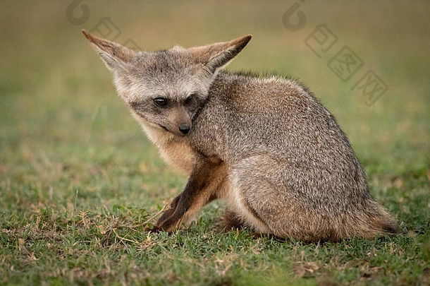 bat-eared狐狸坐在草