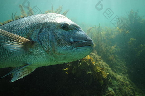一边细节大澳大拉西亚人鲷鱼pagrusauratus