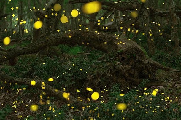 摘要散景光萤火虫飞行野生森林萤火虫萤科飞行森林晚上时间保加利亚