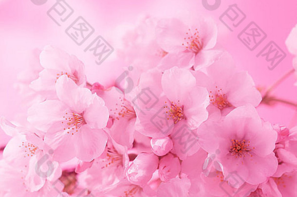 特写镜头粉红色的花
