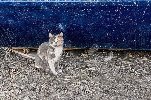 脏无家可归的人猫前面蓝色的墙垃圾垃圾站无家可归的人动物护理采用