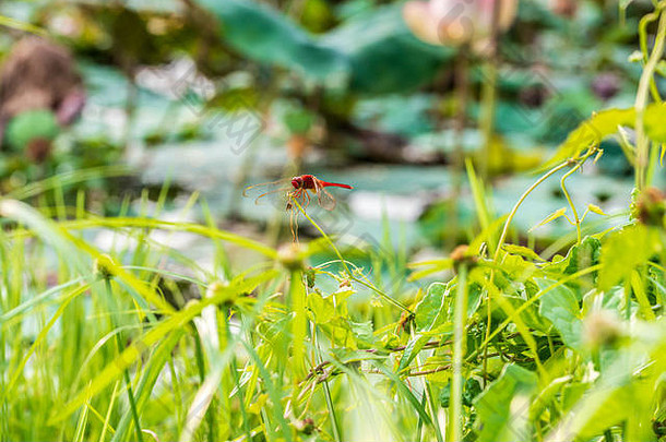 马可照片红色的<strong>蜻蜓</strong>红褐色的沼泽滑翔机redbolt休息绿色叶子池塘白天
