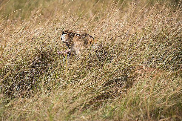 非洲母狮休息草马赛玛拉肯尼亚
