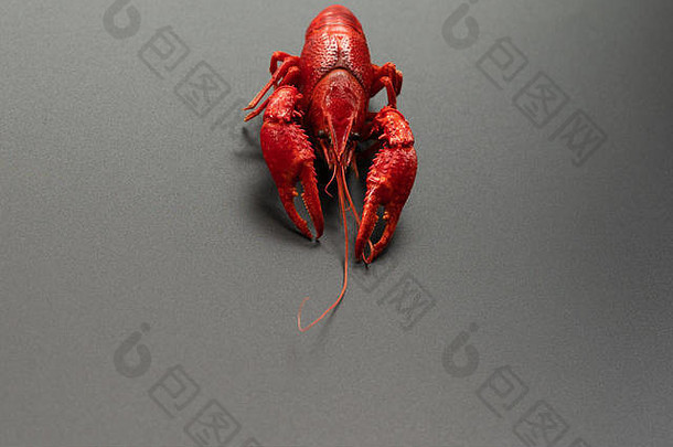 小龙虾红色的婴儿龙虾肖像黑色的背景