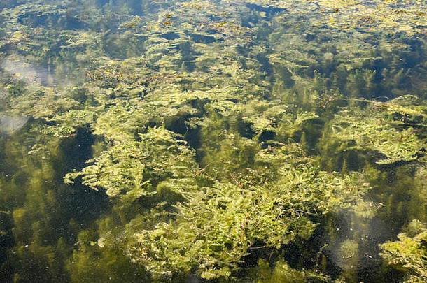 水表面藻类赫里克湖自然保存<strong>惠</strong>顿伊利诺斯州