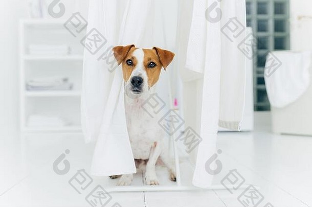 小血统狗提出了白色地板上洗衣房间白色亚麻干燥衣服马动物洗房间白色颜色盛行