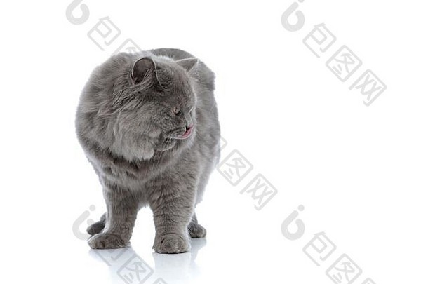 甜蜜的英国知识分子的猫灰色的皮毛站舔鼻子白色工作室背景