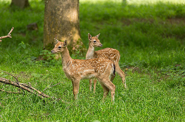 年轻的蹒跚学步的小鹿休耕的鹿孩子们玩绿色草地草原福勒斯特夏天