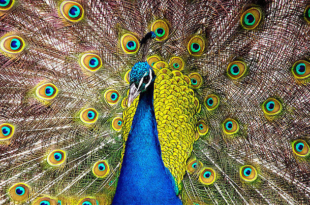 紧作文孔雀传播埋伏在羽毛明亮的光明亮的颜色合适的照片艺术广告